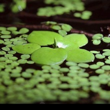 水草批发浮萍圆心萍净化水质水培绿植庭院办公室鱼虾龟缸造景漂浮