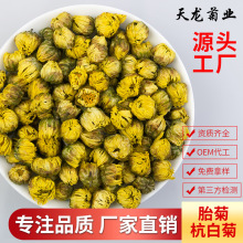 桐乡头采胎菊 菊花茶散装杭白菊胎菊王无硫产地批发厂家直销