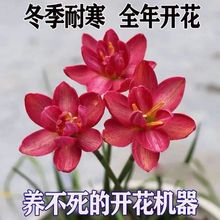 【耐寒耐热】四季开花风雨兰盆栽浓香重瓣葱兰花花卉阳台庭院绿植