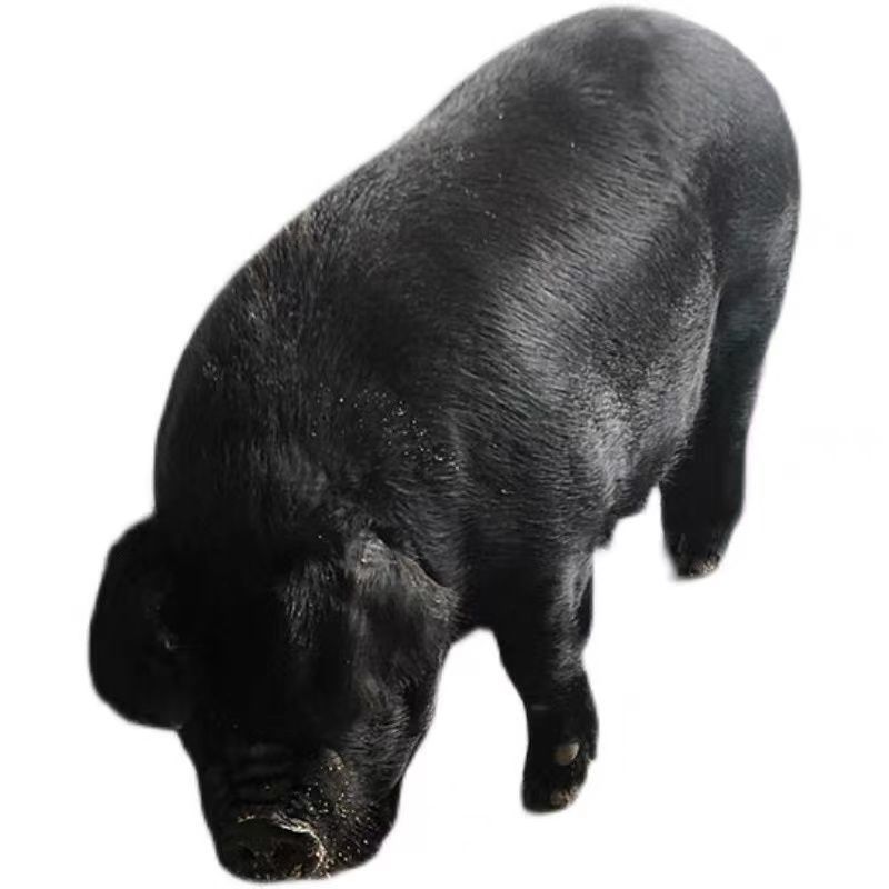 东北长白山农家养殖黑猪肉土猪肉现散养生鲜肉肉禽类餐饮生鲜猪