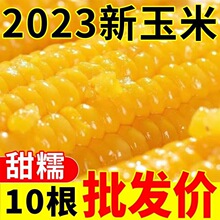 【厂家直发】2023新玉米非转基因粘玉米黄糯代餐整箱真空包装