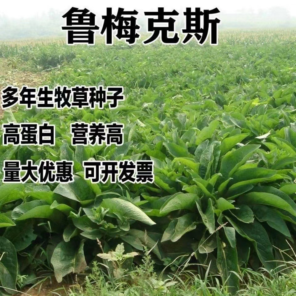 进口鲁梅克斯种子俄罗斯饲料菜多年生四季牧草种子鸡鸭鹅猪包邮