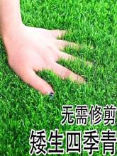 Lawn seed grass seed all-season evergreen grass seed dwarf跨