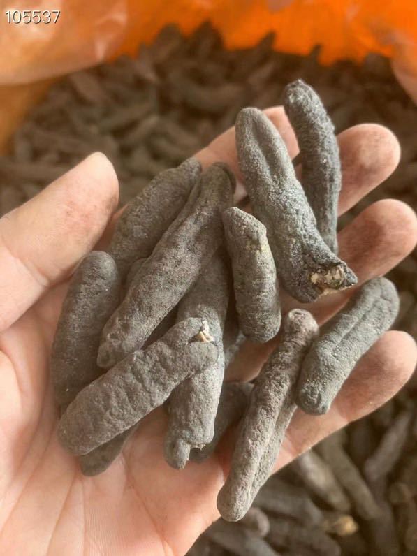 批发黑乌参 海参 海味干货 非即食海参 供货酒店全国一件代发