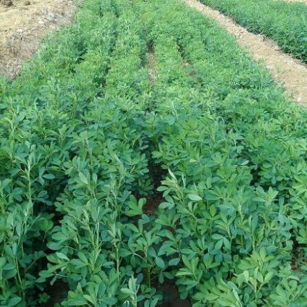 紫花苜蓿种子 猪牛羊兔鱼饲料鸡鸭鹅多年生四季南方北方 牧草种子