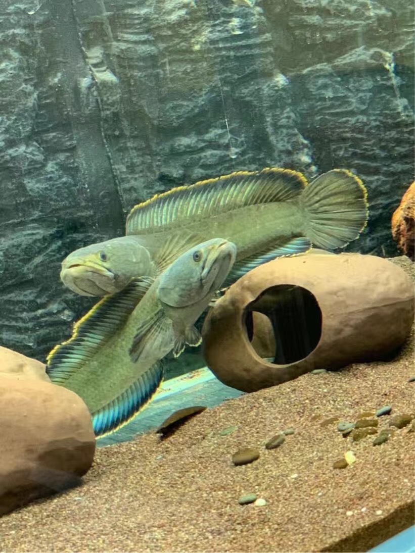 南鳢彩虹雷龙鱼观赏鱼冷水凶猛淡水活体精品七彩鱼彩虹雷龙鱼幼苗