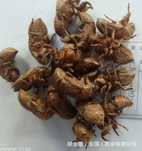 中药材 蝉蜕GMP认证企业厂家直销带随货同行质检报告发票量大优惠