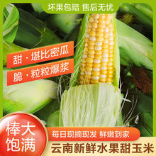 水果玉米云南金银生吃苞谷新鲜甜玉米棒子鲜嫩爆汁嫩苞米整箱批发