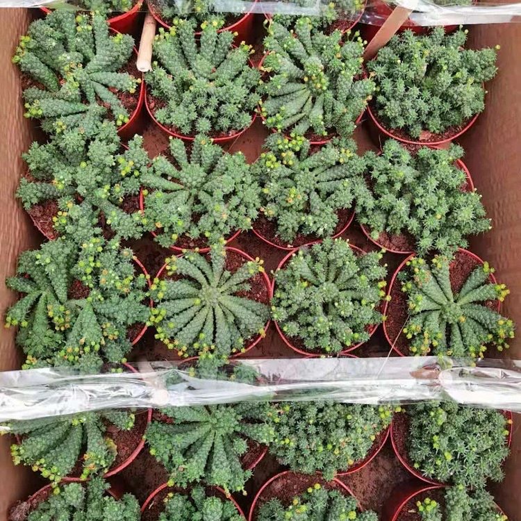 基地直供仙人掌类九头龙/龙王阁盆栽居家耐养耐运输可出口植物