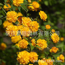 重瓣棣棠花苗庭院绿化树苗地被耐寒植物爬藤绿化量大优惠