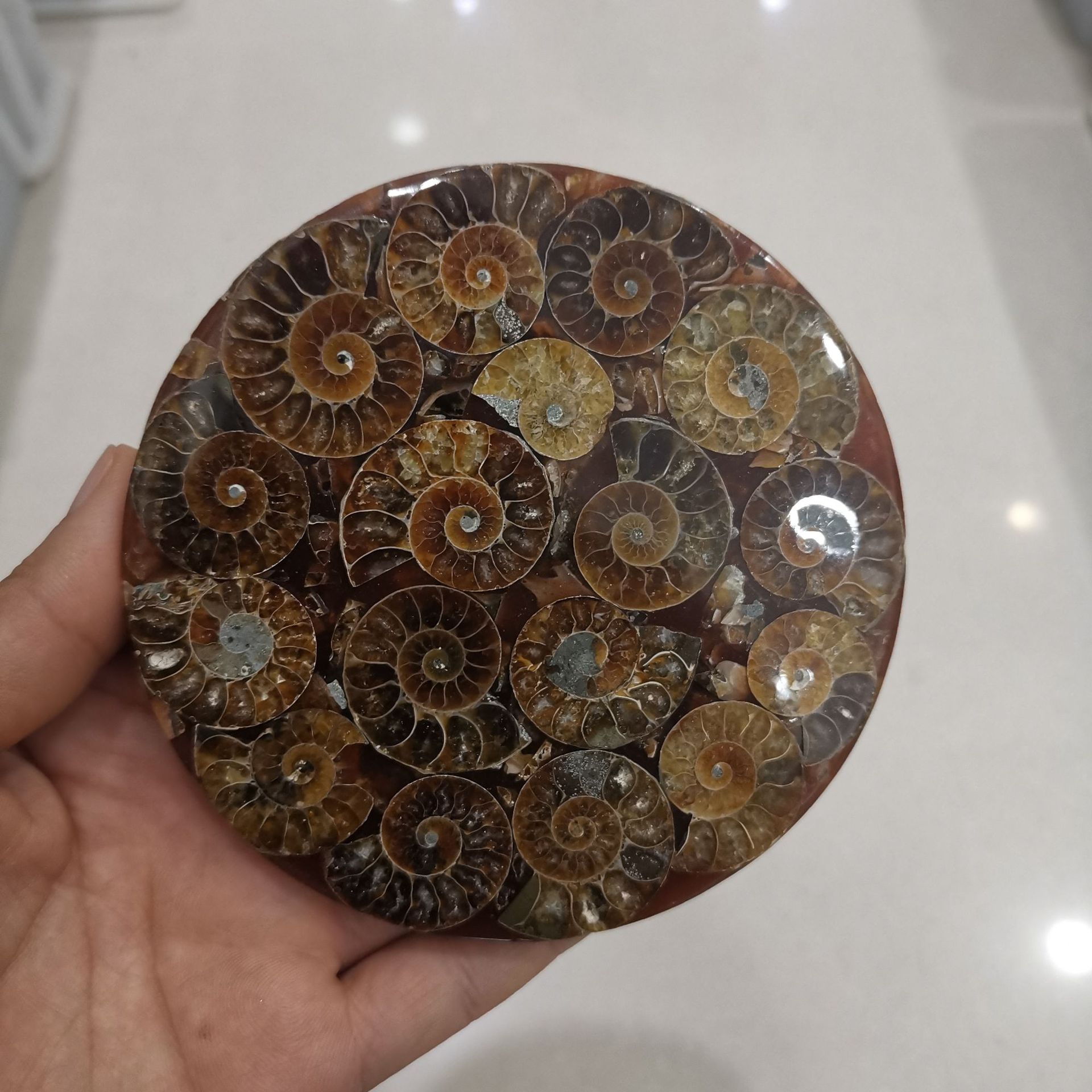 新品马达加斯加天然海螺化石切片矿物螺圆盘摆件