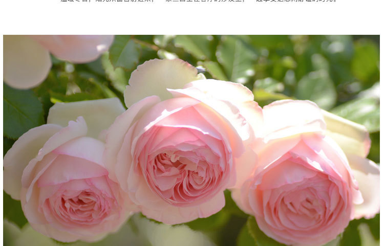 爬藤蔷薇花苗粉龙沙宝石藤本月季大花浓香多季开庭院爬墙植物粉龙