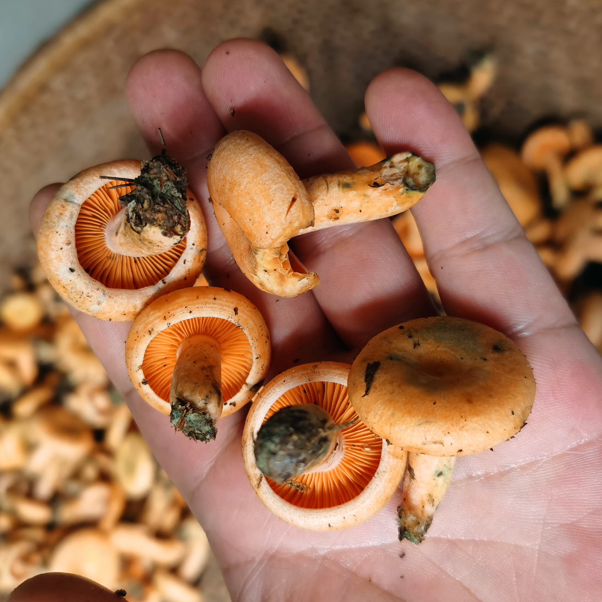 湘西特产山珍新鲜蘑菇野生菌黄枞菌六月菌菌寒菌雁鹅菌500克包邮