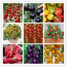 小番茄种子 西红柿圣女果种籽苗农家小菜园阳台盆栽蔬菜水果种子