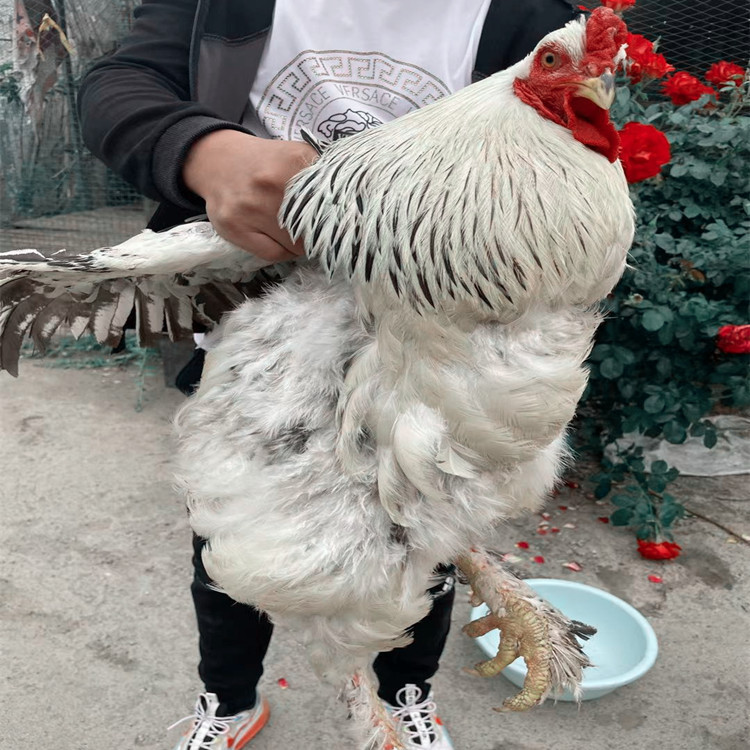 婆罗门观赏鸡有几种颜色 婆罗门鸡苗批发什么价格 有出售婆罗门种