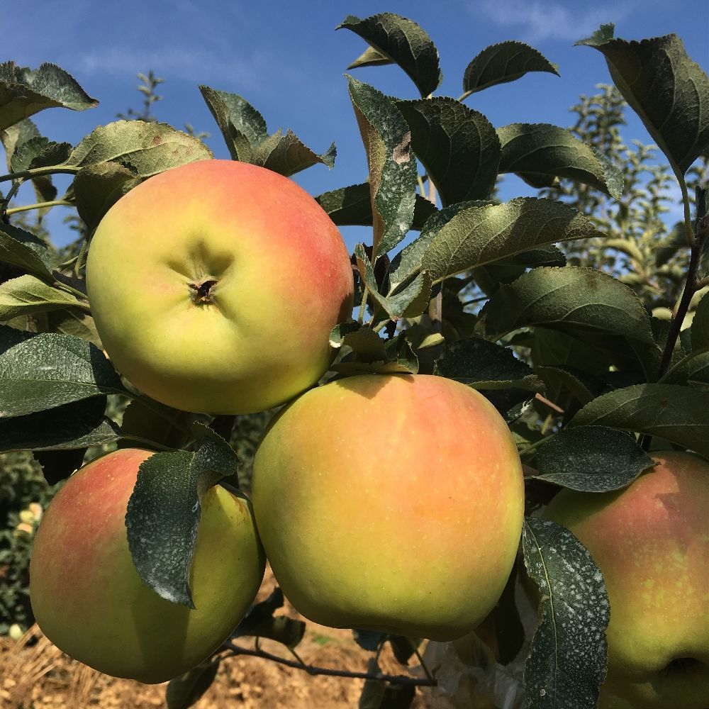 甜日本青森水蜜桃苹果引进种植大果脆甜多汁新鲜现摘当季水
