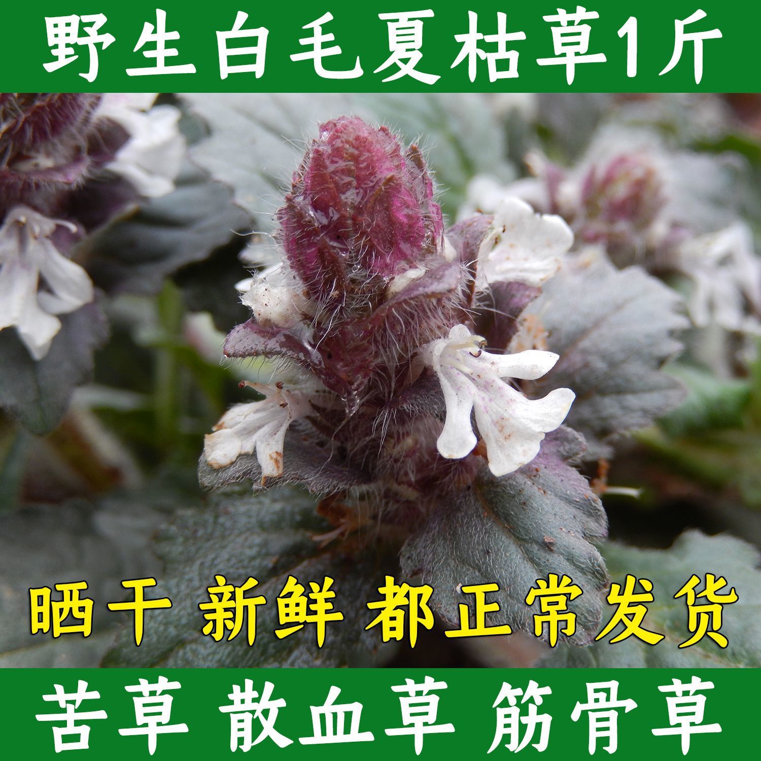 野生白毛夏枯草 散血草晒干破血丹中药材筋骨草 过冬青 苦草500克