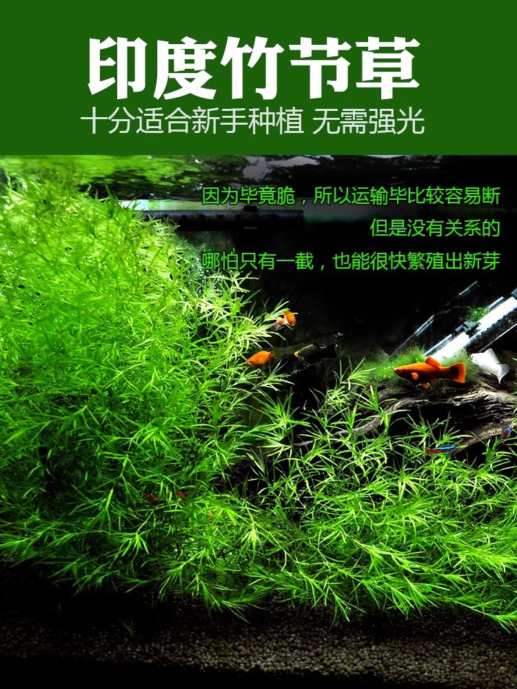 印度小竹节竹节草水草植物鱼缸水族箱造景绿菊蜈蚣草水榕活体真草