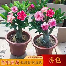沙漠玫瑰多色盆栽带花苞四季开花好养室内阳台花卉绿植盆景多肉