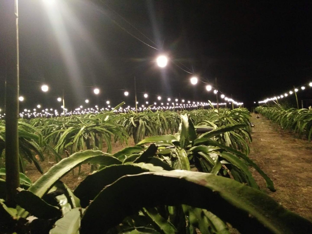 户外e26e27灯串火龙果补光灯串大棚养殖灯串电源线