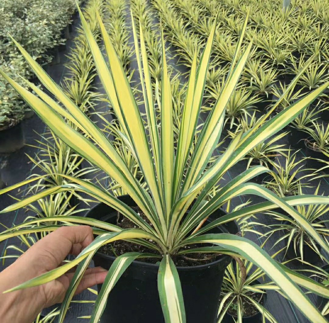 2202基地批发 供应 金边 金心 丝兰盆栽 小苗 观叶植物 耐寒耐旱