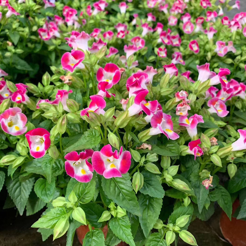 泰国彩叶芋盆栽热带植物美观观叶绿植庭院装饰净化空气喜温热好养