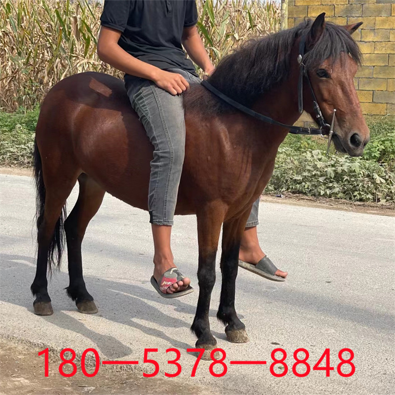 迷你小矮马养殖出售改良国产矮马出售价格哪里有德保矮马