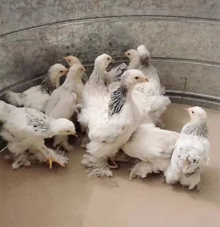 婆罗门鸡能长多重一只 婆罗门青年鸡 婆罗门鸡苗 波兰观赏鸡