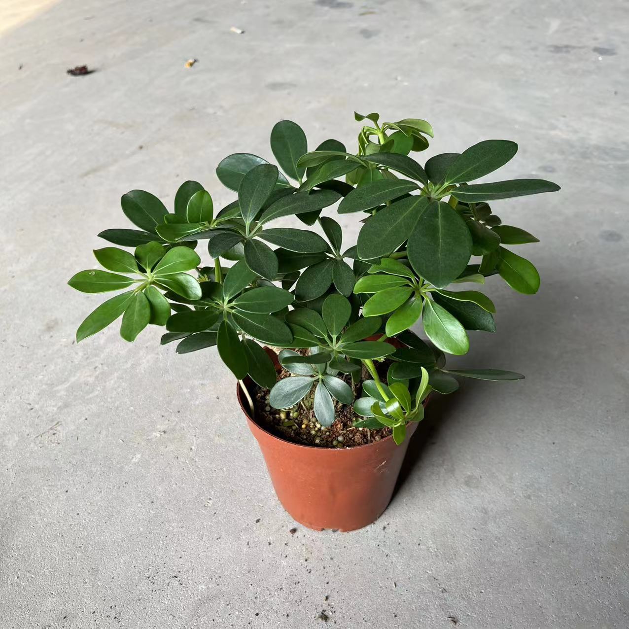 【基地直供】140#老桩鸭脚木 鹅掌柴鸭脚木植物耐阴盆栽招财绿植