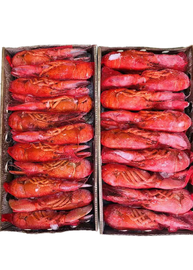 熟冻波斯顿龙虾大龙虾波龙加拿大龙虾生波士顿龙虾4-14只尾1生的
