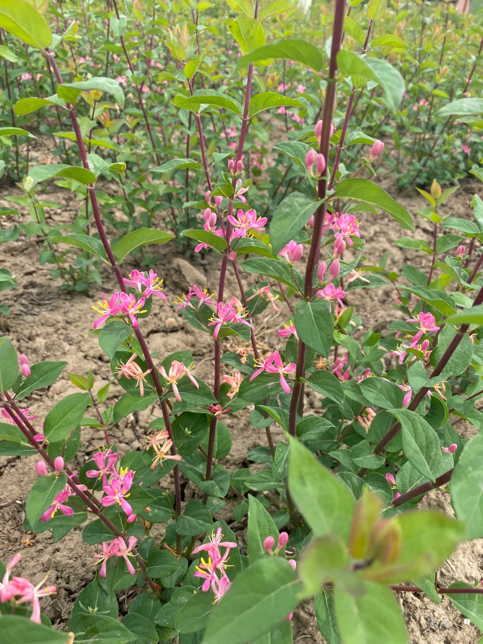 金银木 红花忍冬金银忍冬 蓝叶忍冬树苗产地批发-阿里巴巴