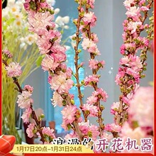 水培鲜樱花鲜花绿植物室内好养花卉桃花束水养雪柳干支重瓣客厅