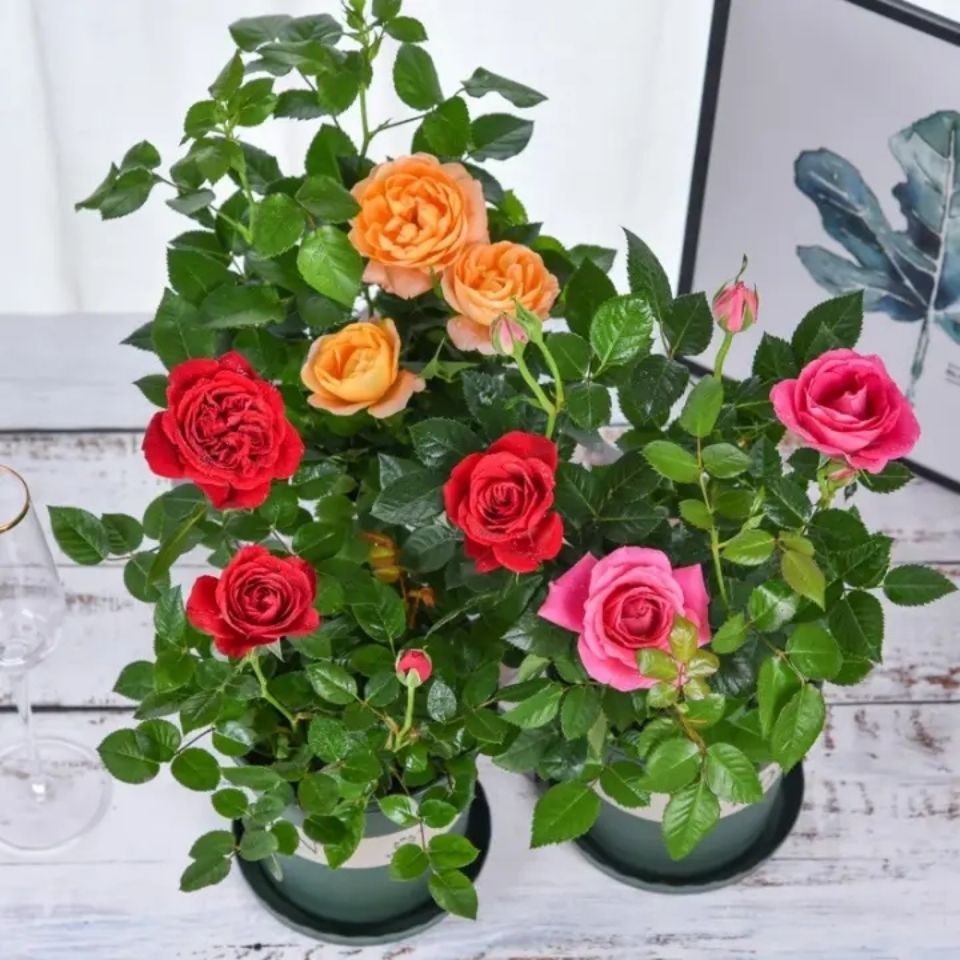 四季开花玫瑰花盆栽室内阳台院落好养易活带花苞基地直发
