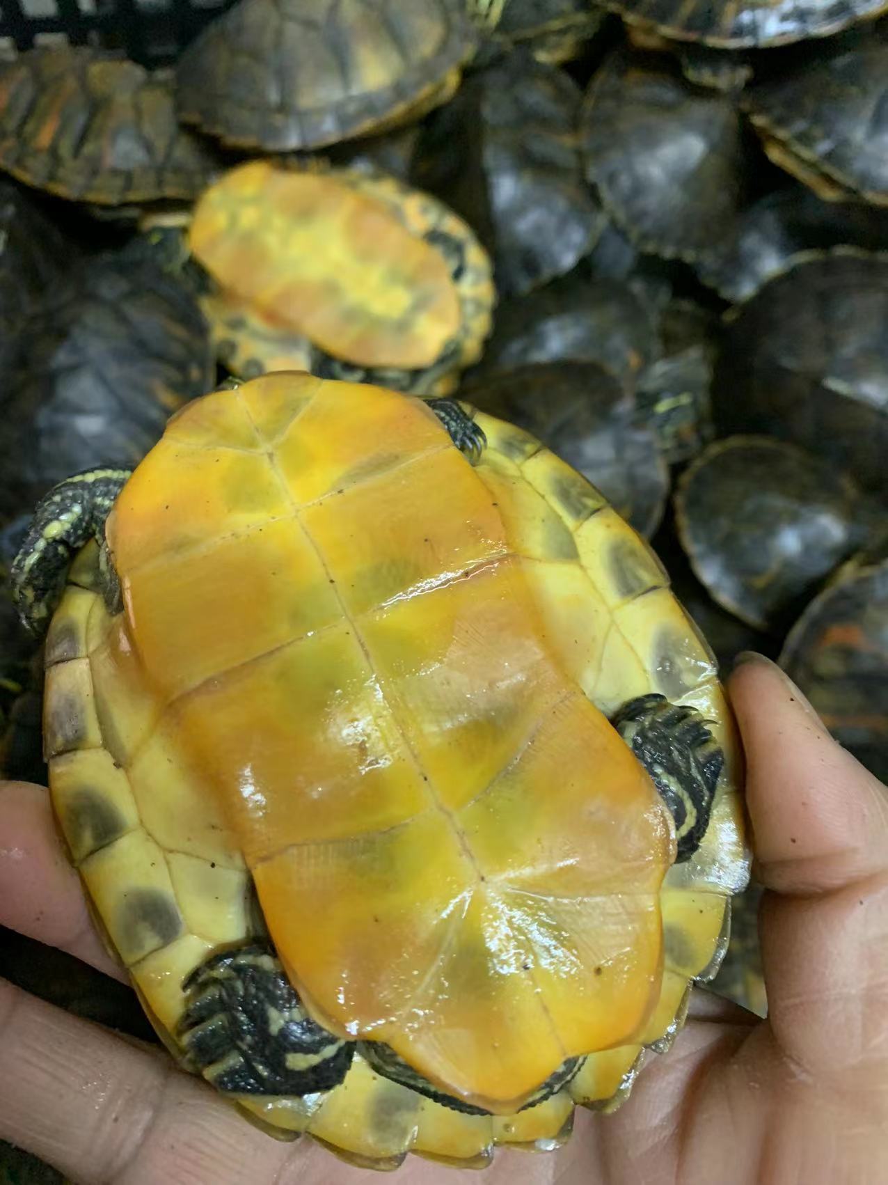 素食龟网红龟小翅膀火焰龟宽纹火焰龟碌冷水精品红腹招财观赏活体