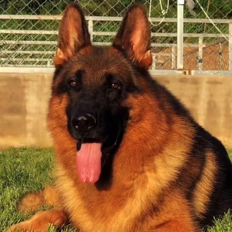 纯种德牧幼犬平背黑背德国牧羊犬警犬军犬大型狼狗猎犬工作犬活体