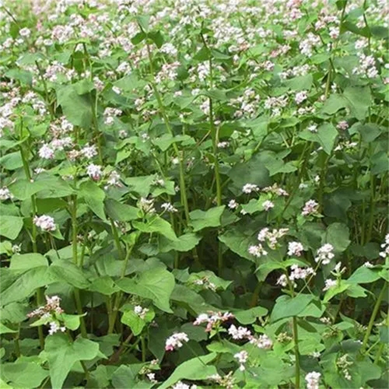 正宗高产甜荞苦荞麦种子三角麦四季种植水培牙菜苗优质种籽-阿里巴巴