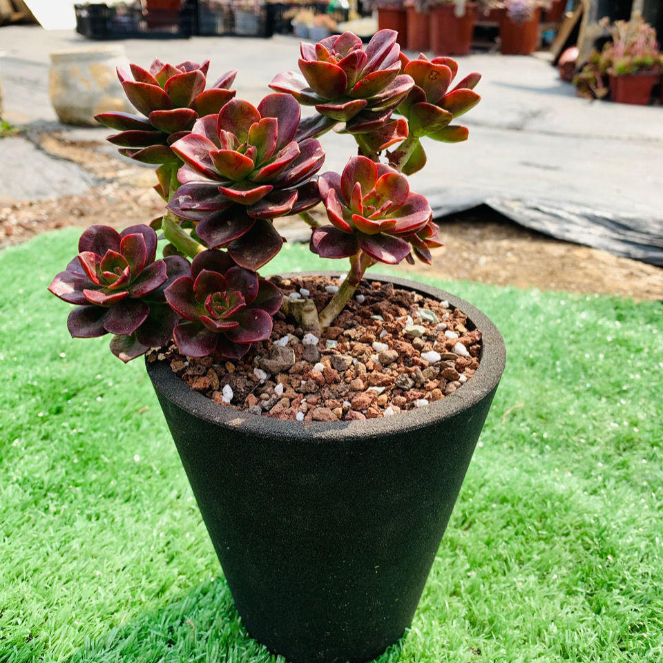 巧克力多肉植物绿植花卉露养状态整桩多肉云南胖胖园艺