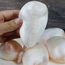 新鲜鱼泡鱼籽鱼白微山湖大鱼淡水鱼鱼杂鱼宝鱼鳔鱼肚鱼胶花胶