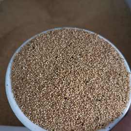 籽粒苋种子 美国籽粒苋种子 千穗谷种子蛋白草草籽观赏籽粒苋