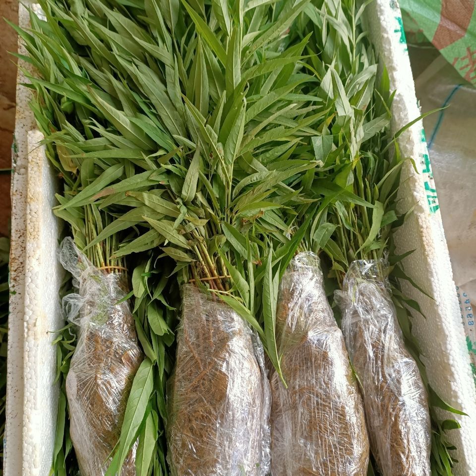 场地直供毛桃苗 桃苗 桃子苗毛桃小苗