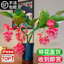 宝莲灯花盆栽带花苞发货室内客厅花卉大花型绿植物四季好养活花苗