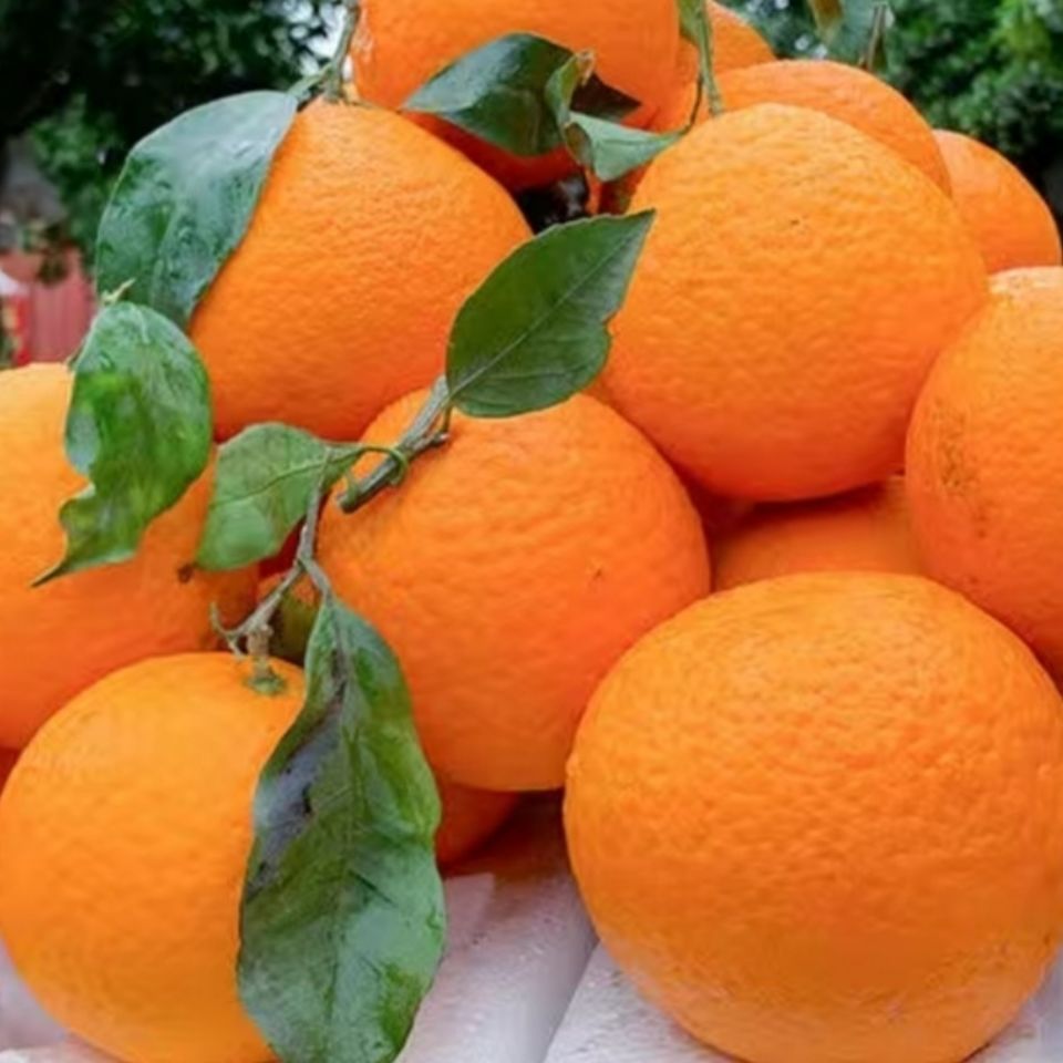 【四川夏橙】-四川夏橙厂家,品牌,图片,热帖-阿里巴巴