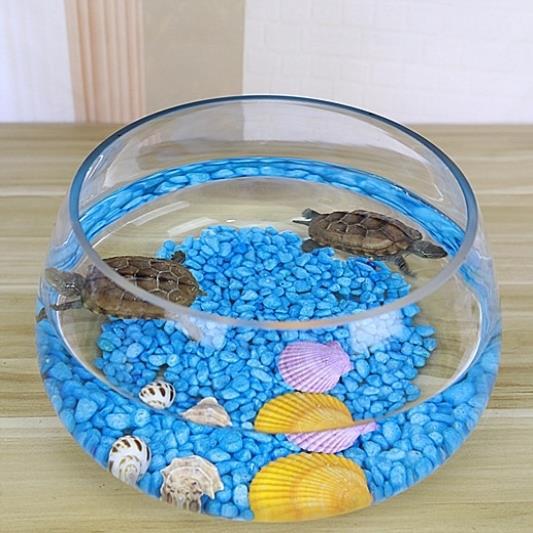 8成交0件小鱼缸乌龟缸迷你宠物饲养盒儿童手提小号塑料幼儿园小朋友养