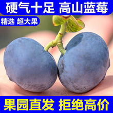 蓝莓新鲜水果特大野生超大南方鲜果应季大果孕妇宝宝包邮