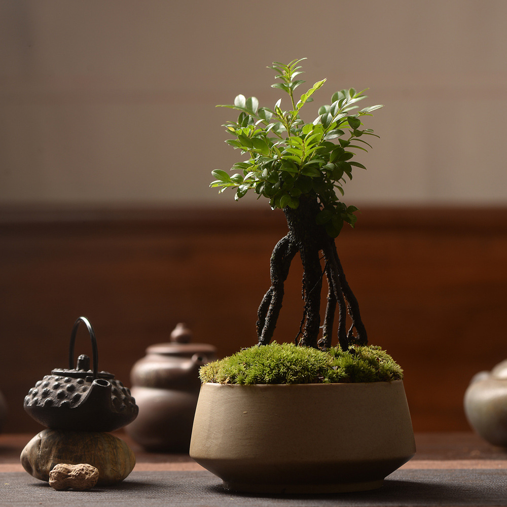 小红书无香黑骨茶盆栽小叶紫檀盆景室内耐阴好养植物 一物一拍