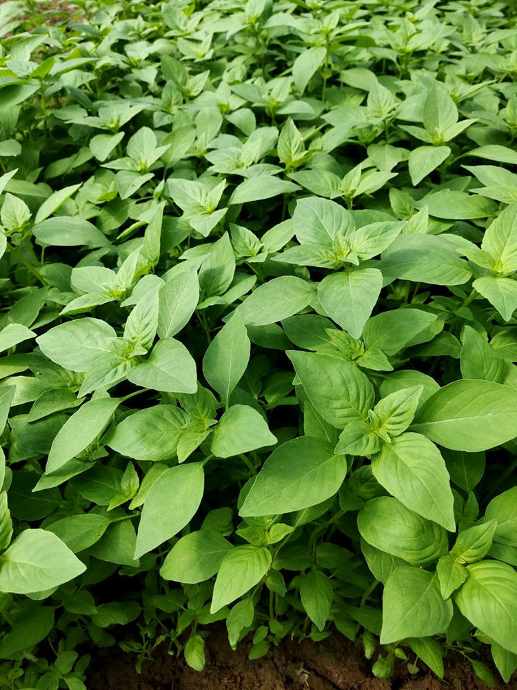 荠菜河南荆芥菜苗新鲜食用5克青菜蔬菜芥荆菜现摘现发农家特产