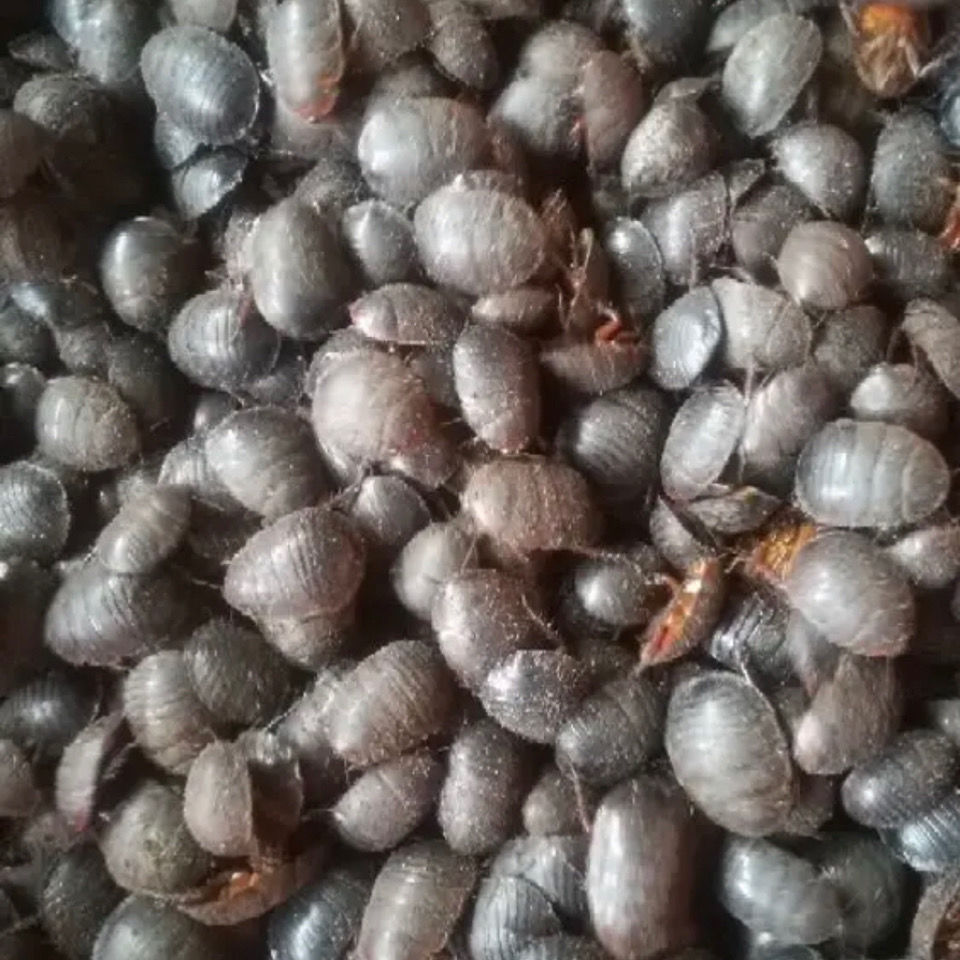 沂蒙山野生活土元活体土元干品土鳖地鳖虫土鳖子野生活体500g包邮