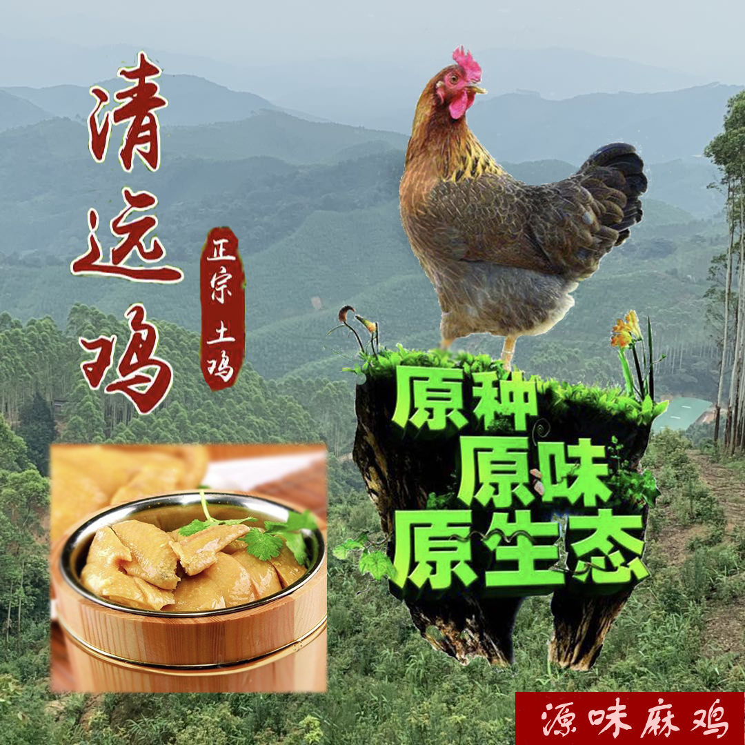 【清远鸡】广东清远麻鸡农家散养 走地鸡 月子鸡老母鸡土鸡