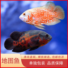 黑白地图鱼猪仔鱼鹦鹉鱼招财银龙鱼中大型淡水宠物热带观赏鱼活