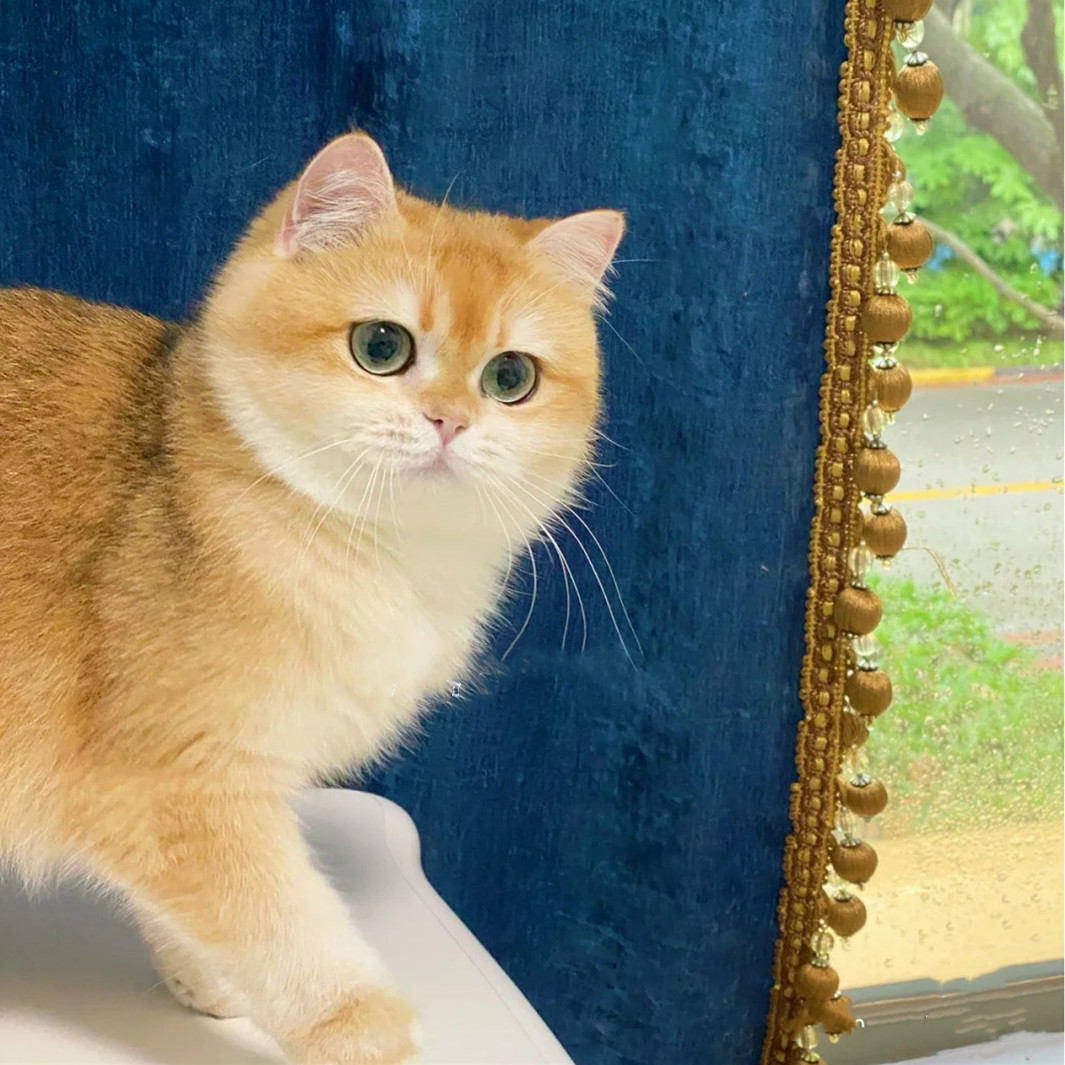 金渐层幼猫纯种ny11色ny12色长毛金渐层矮脚猫活体宠物店批发货源